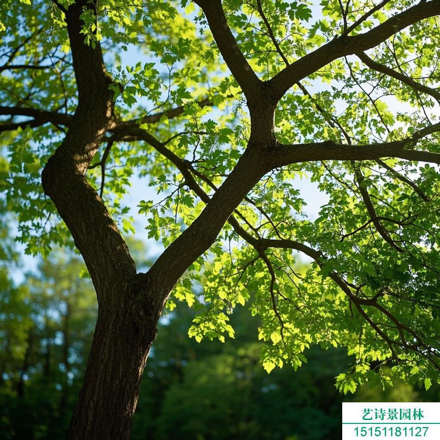 烏柏和烏桕一樣嗎